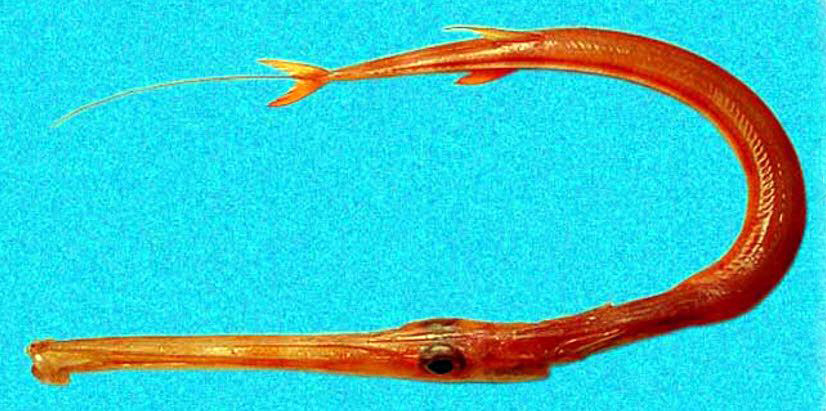 Fistularia petimba_05